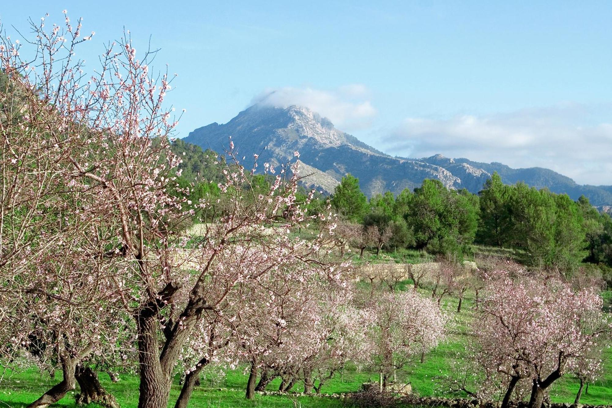 Selva 168893 Villa Oda fotoğraf